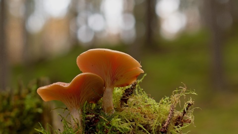 Łapać za wiaderka i ruszać do lasu Rozpoczął się sezon na grzybobranie. Pojawiły się pierwsze okazy