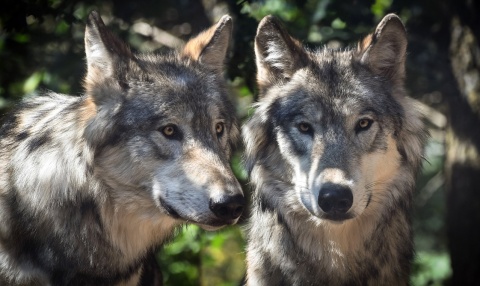 Kolejne ataki na owce w regionie RDOŚ bada sprawę zagryzionych i rannych zwierząt